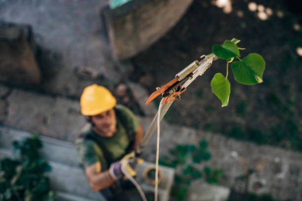 How Our Tree Care Process Works  in Islamorada Village Of Islands, FL